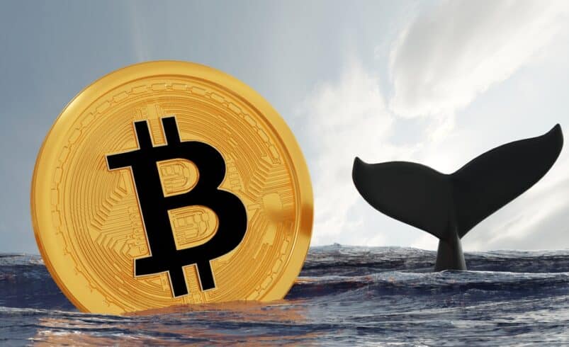 Comprehensive Guide to Understanding Bitcoin Whales and Their Identification